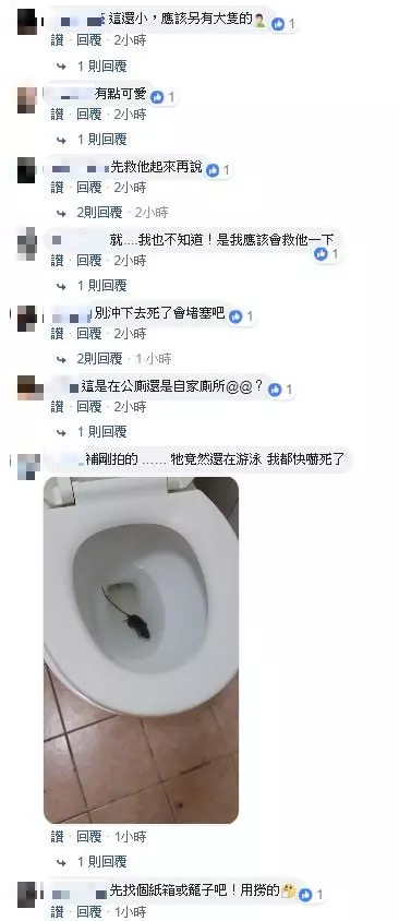 家中馬桶驚見小老鼠! 網友嚇爆:差點坐下去