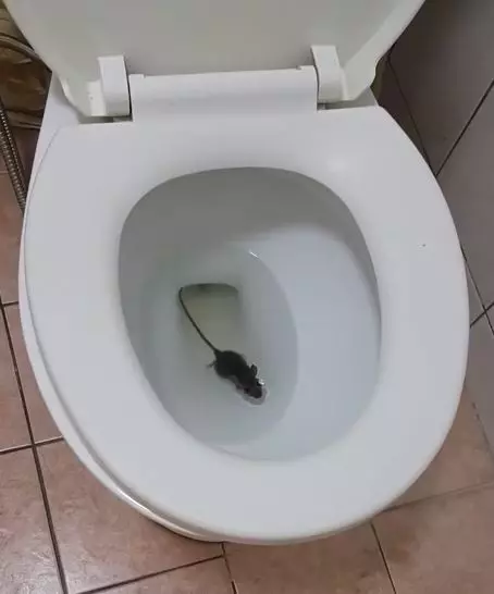 家中馬桶驚見小老鼠! 網友嚇爆:差點坐下去