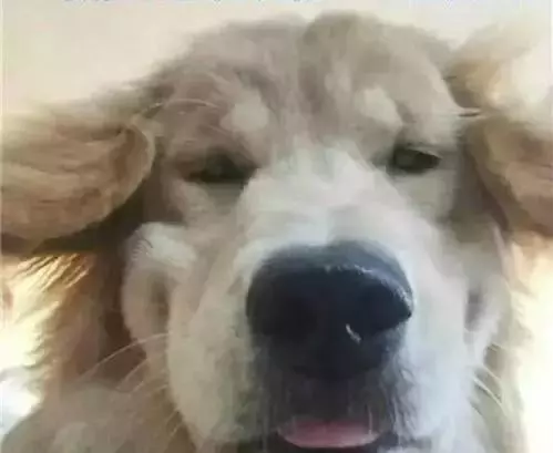 別人家的狗狗好可愛!於是自己也養了一隻,結果