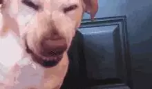 汪星人是不是乾了壞事,一眼就能分辨
