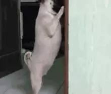 汪星人是不是乾了壞事,一眼就能分辨