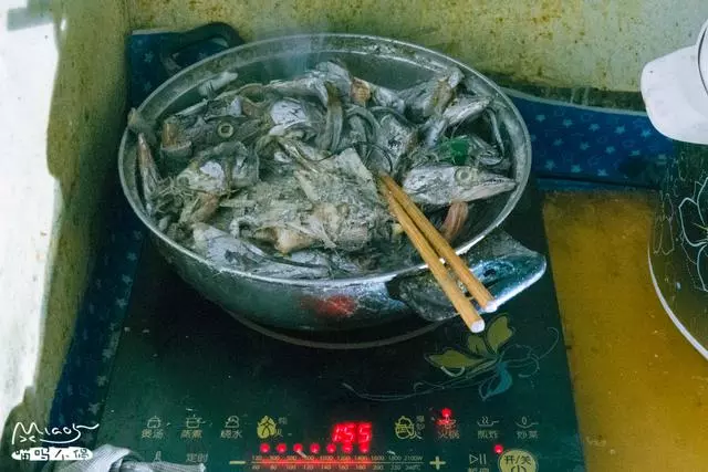 北京好心阿姨喂養流浪貓10年,人稱貓司令,一到開飯貓貓排成一排