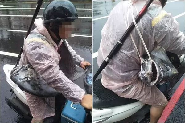 前打竿幸運得分!胸前爽掛「巨大牛港鰺背包」 騎車超有風