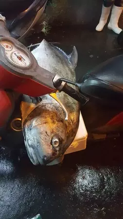 前打竿幸運得分!胸前爽掛「巨大牛港鰺背包」 騎車超有風