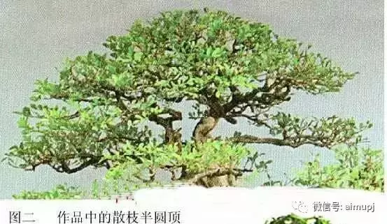 大師教你盆景結頂秘訣,盆景收頂不好看的答案在這裏