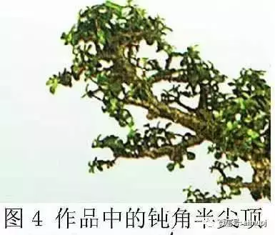 大師教你盆景結頂秘訣,盆景收頂不好看的答案在這裏