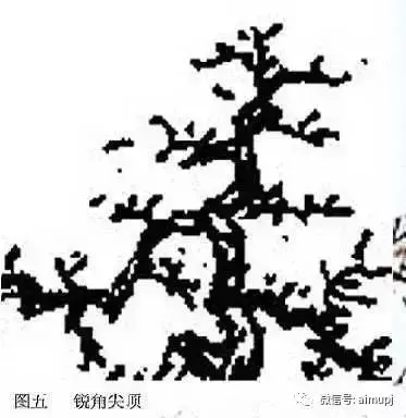 大師教你盆景結頂秘訣,盆景收頂不好看的答案在這裏