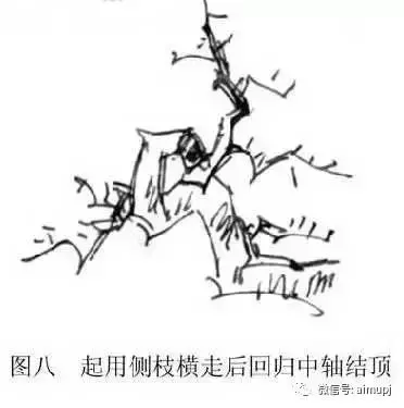 大師教你盆景結頂秘訣,盆景收頂不好看的答案在這裏