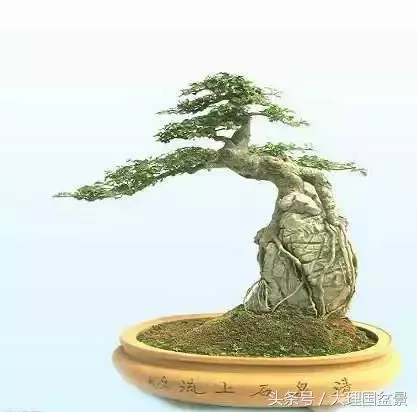 盆景全部技法拿走不謝!
