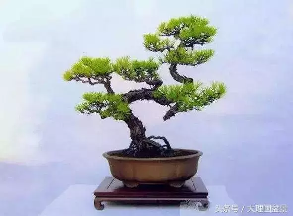 盆景全部技法拿走不謝!