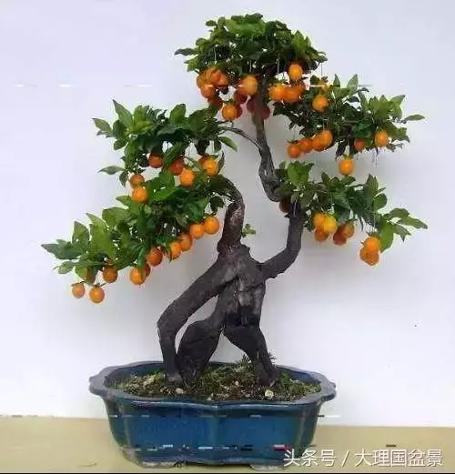 盆景全部技法拿走不謝!