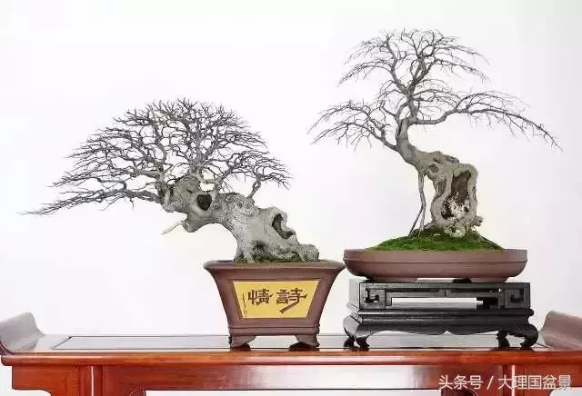 盆景全部技法拿走不謝!
