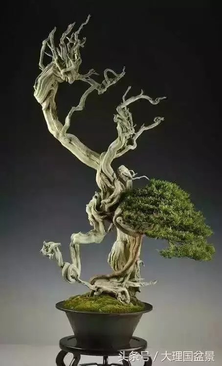 盆景全部技法拿走不謝!