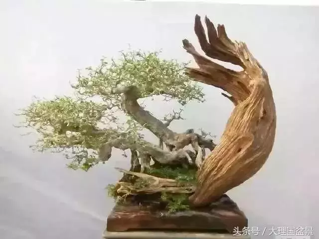 盆景全部技法拿走不謝!