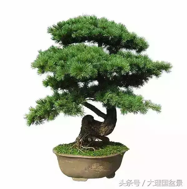 盆景全部技法拿走不謝!