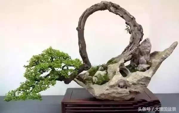 盆景全部技法拿走不謝!