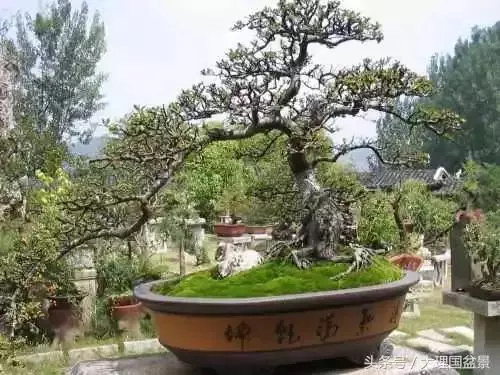 盆景全部技法拿走不謝!