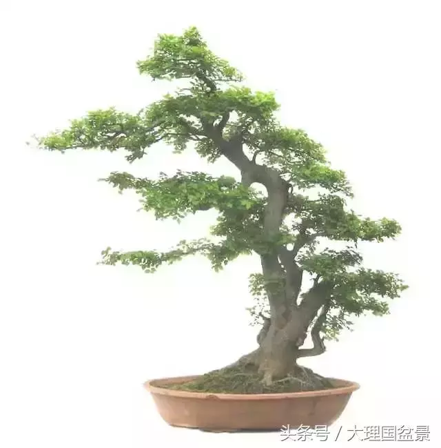 盆景全部技法拿走不謝!