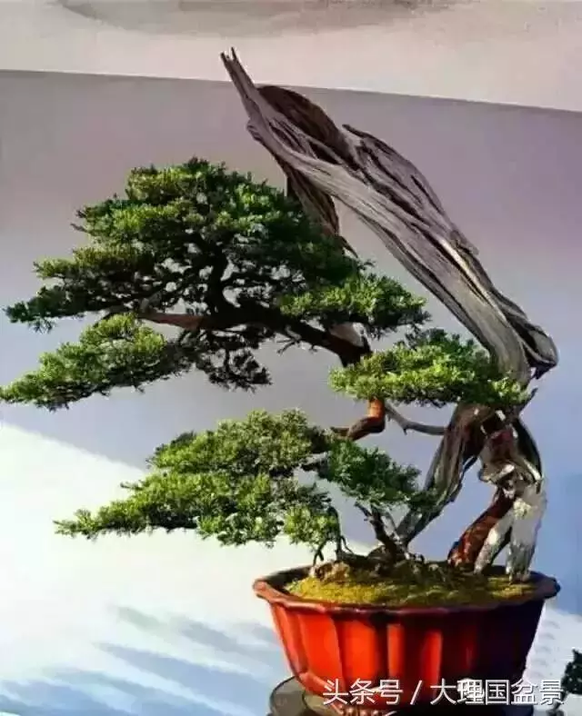 盆景全部技法拿走不謝!