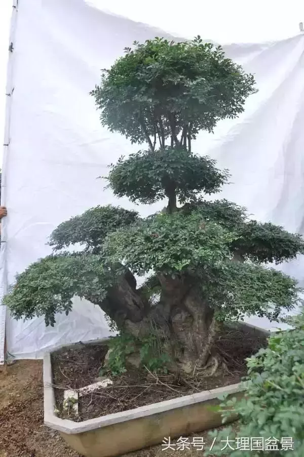 盆景全部技法拿走不謝!