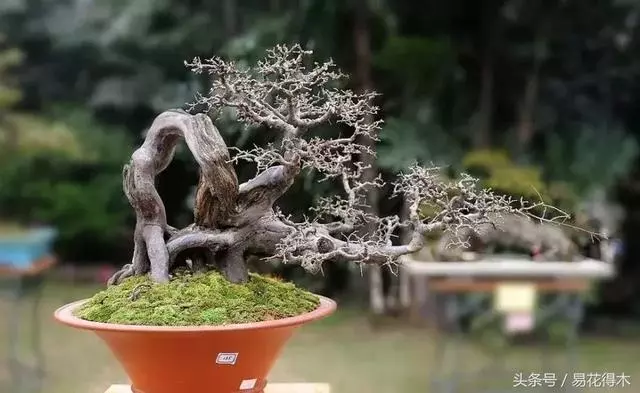 盆景花卉「飛花摘葉」、「脫衣換錦」技法
