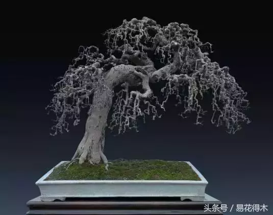 盆景花卉「飛花摘葉」、「脫衣換錦」技法