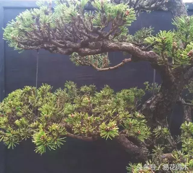 盆景花卉「飛花摘葉」、「脫衣換錦」技法
