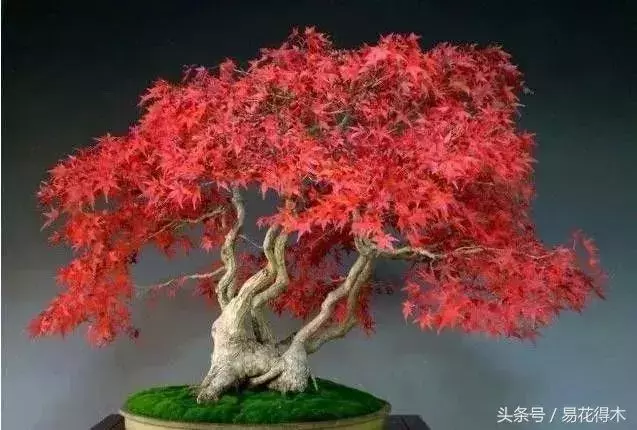 盆景花卉「飛花摘葉」、「脫衣換錦」技法