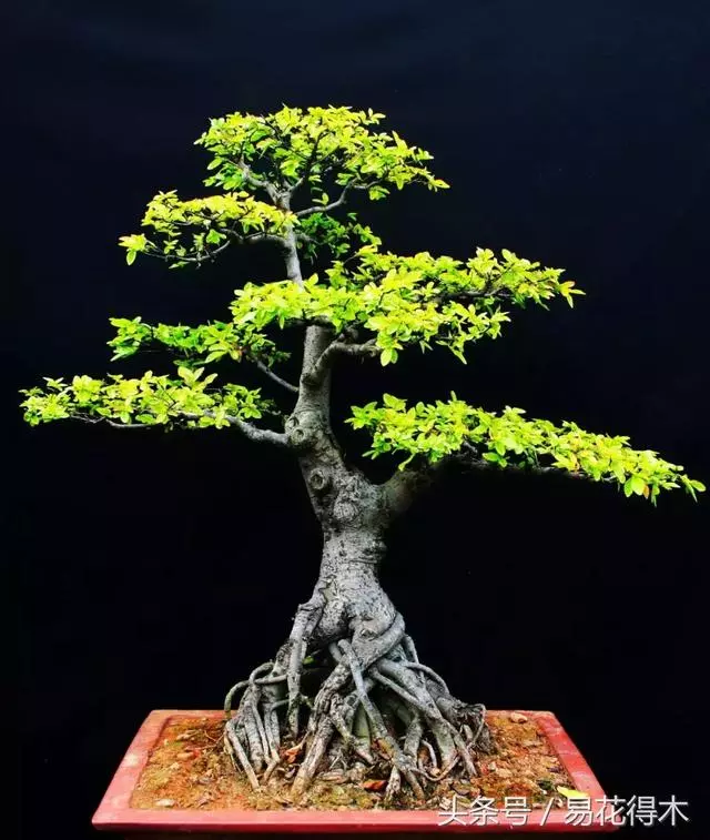 盆景花卉「飛花摘葉」、「脫衣換錦」技法