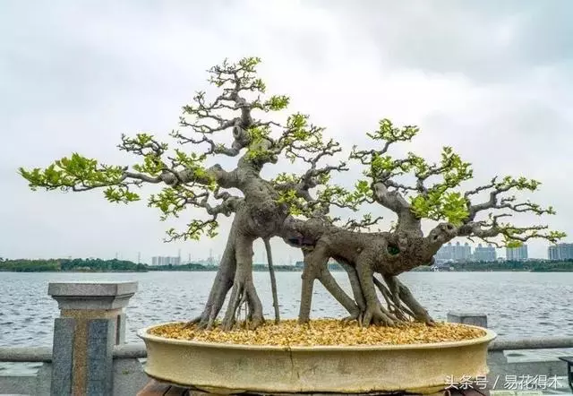 盆景花卉「飛花摘葉」、「脫衣換錦」技法
