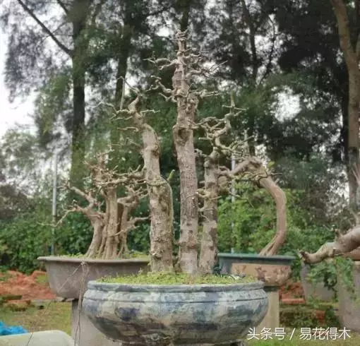 盆景花卉「飛花摘葉」、「脫衣換錦」技法