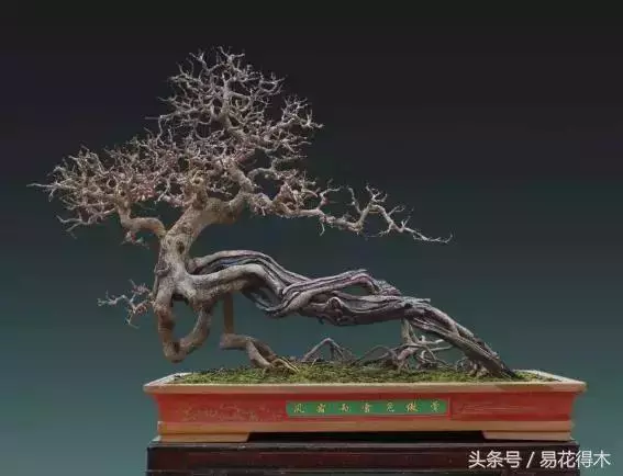 盆景花卉「飛花摘葉」、「脫衣換錦」技法