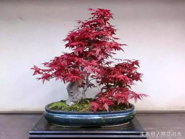 盆景花卉「飛花摘葉」、「脫衣換錦」技法