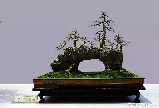 盆景花卉「飛花摘葉」、「脫衣換錦」技法