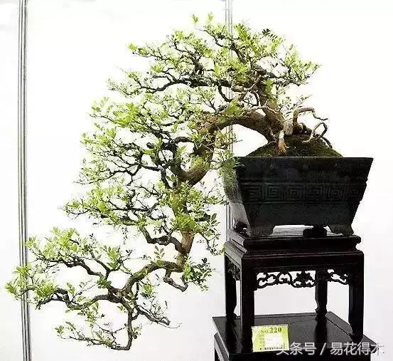 盆景花卉「飛花摘葉」、「脫衣換錦」技法