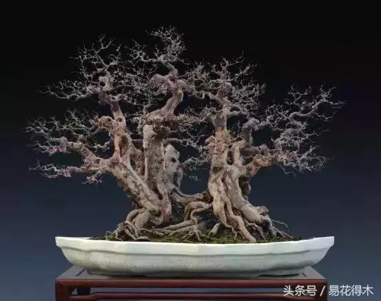 盆景花卉「飛花摘葉」、「脫衣換錦」技法