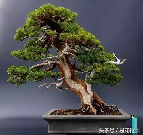 盆景花卉「飛花摘葉」、「脫衣換錦」技法