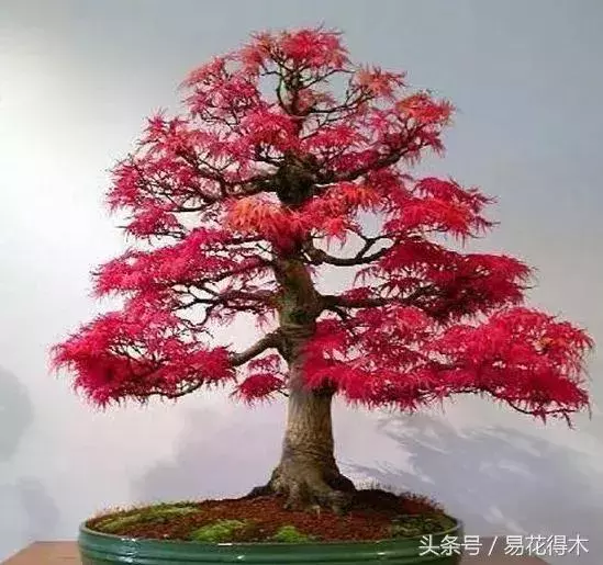 盆景花卉「飛花摘葉」、「脫衣換錦」技法