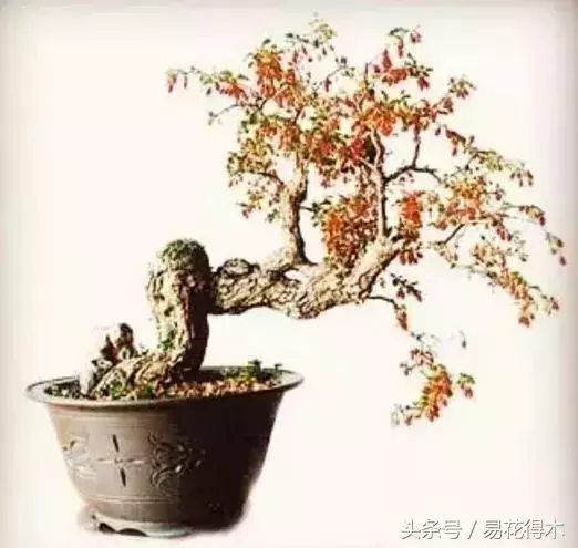 盆景花卉「飛花摘葉」、「脫衣換錦」技法