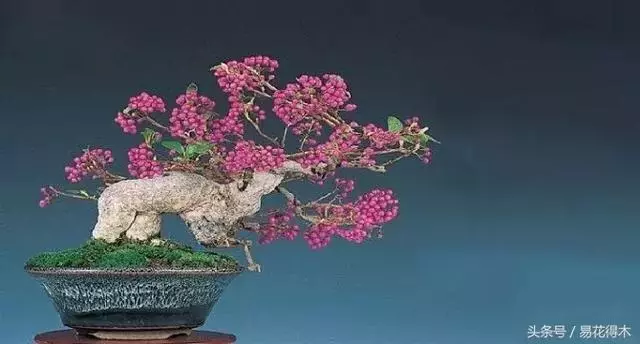 盆景花卉「飛花摘葉」、「脫衣換錦」技法