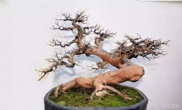 盆景花卉「飛花摘葉」、「脫衣換錦」技法