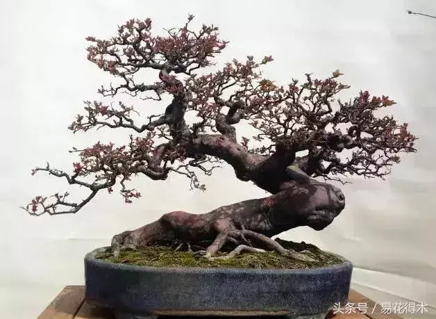 盆景花卉「飛花摘葉」、「脫衣換錦」技法