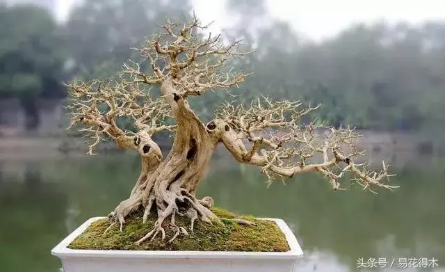 盆景花卉「飛花摘葉」、「脫衣換錦」技法