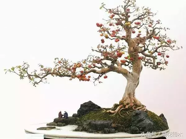 盆景花卉「飛花摘葉」、「脫衣換錦」技法