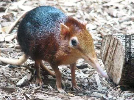 9種超像外星生物的動物,看前要有心理準備,小心不要讓你的下巴掉下來。