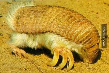 9種超像外星生物的動物,看前要有心理準備,小心不要讓你的下巴掉下來。