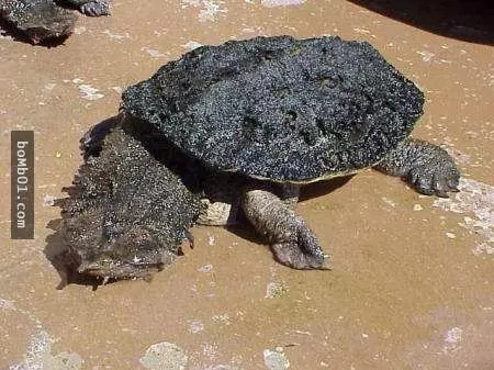 9種超像外星生物的動物,看前要有心理準備,小心不要讓你的下巴掉下來。