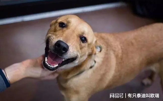 在收容所待了3年的狗狗知道自己要被收養時,嘴角的笑意完全止不住