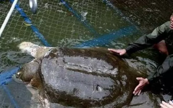 越南國寶「700歲神鱉」,每次現身「必有大事發生」,但如今牠已經...