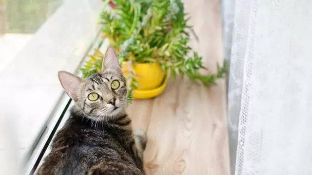 貓咪犯錯時,主人該怎麼教育?